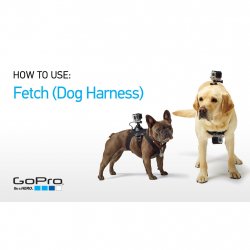 Buy GOPRO Dog Harness /Harnais pour Chien